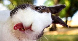 19 причин, почему кролики - лучшие домашние животные