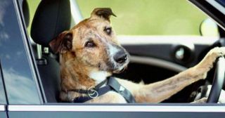 17 примеров, подтверждающих, что собакам нужен свой автомобиль 