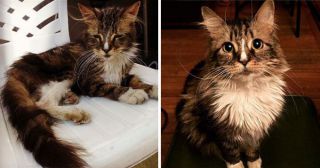 20 фотографий котят до и после их спасения из лап улиц