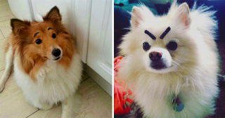 Бровки домиком или 25 собак, которые стали жертвой макияжа