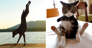 Эти животные уверены, что йога создана именно для них!