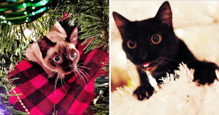 18 фотографий подтверждающих безграничную любовь котов к Новому году