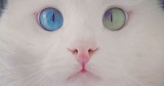 Котенок с голубым и зеленым глазом покорил интернет!