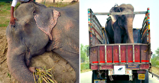 Когда его спасли после 50 лет мучений, слон заплакал