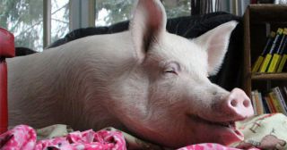 Подложили свинью, или как «мини-пиг» Эстер набрала 300 кг