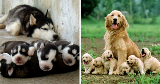 Эти 30 собак очень гордятся своим потомством!