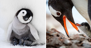 Улыбаемся и машем: 20 самых очаровательных фото пингвинов