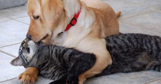 20 невероятных примеров дружбы кошек с собаками