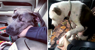 20 трогательных фото собак по пути из приюта домой
