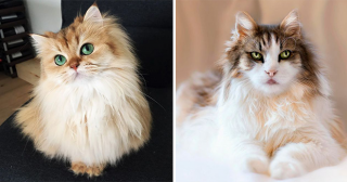 30 самых красивых котов и кошек, покоривших интернет