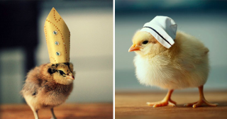 Эффектные цыплята в шляпках, которые сделают ваш день
