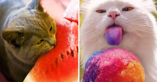 20 котов, которые без ума от человеческой еды