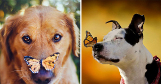 25 невыносимо милых собак, на нос которым села бабочка