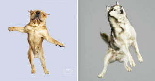 Осторожно, летающие собаки: веселый фото-проект фотографа  Julia Christe