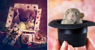 Фотограф разрушила стереотипы доказав, что крысы – самые милые грызуны!