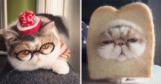 Модница Буона – кошка, по которой сходит с ума весь Instagram!
