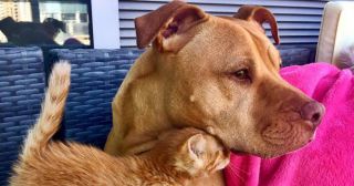 Питбуль принял рыжего котенка за своего щенка
