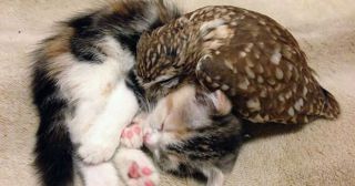 Невероятно трогательная дружба котенка и совенка