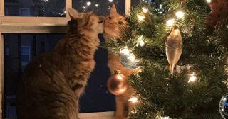 Фото целующихся котят возле елки взорвало интернет!