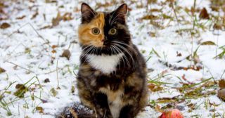 Двуликая кошка Яна – новая любимица интернета!