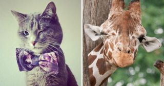 35 котиков и других милых подмигивающих животных