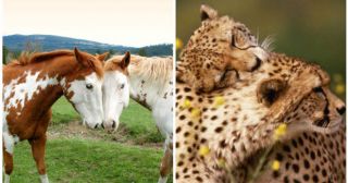 40 фото животных, проявляющих любовь