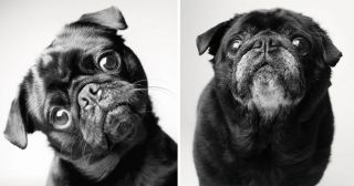 Как стареют собаки: любопытный и  очень грустный фотопроект!