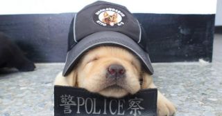 Фушин – самый очаровательный четверолапый полицейский в мире!