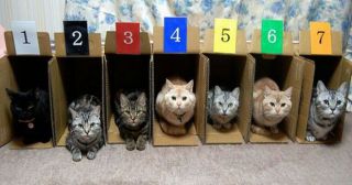 15 способов упорядочить ваших котов