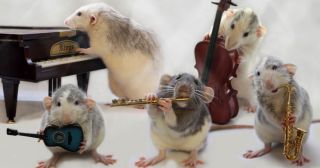 Эти крысы мастерски играют на музыкальных инструментах