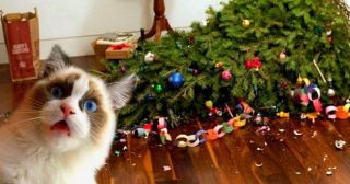 Коты и новогодние ёлки: 30 фото из серии «она сама упала!»