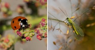 10 самых полезных насекомых сада и огорода