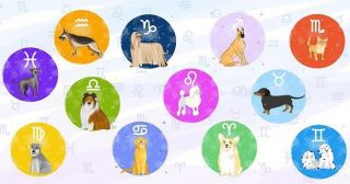 Как выбрать идеальную собаку по знаку зодиака?
