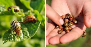 5 эффективных и безопасных средств от колорадского жука