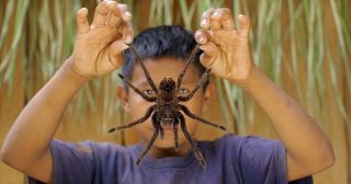 5 самых огромных и ужасающих пауков на Земле