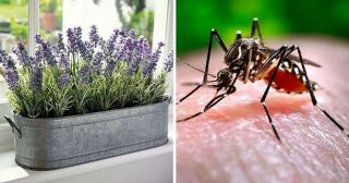 13 доступных способов спастись от комаров