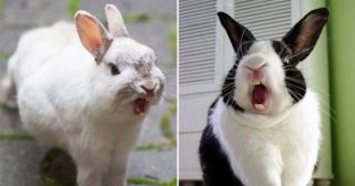 20 зевающих кроликов, на которых лучше не смотреть тем, кто всего боится 