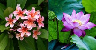 10 самых красивых цветов, которые можно выращивать дома