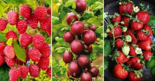 15 самых низкокалорийных фруктов, которые можно смело есть на диете