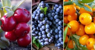 4 супер-ягоды, которые способны значительно укрепить наш иммунитет