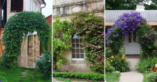 5 лиан, которые украсят любой сад