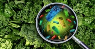 5 смертельно опасных бактерий, которые могут жить в продуктах