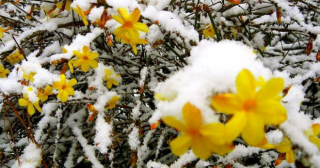 6 растений для сада, которые могут цвести в зимний период