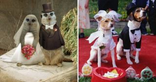 15 забавных свадебных фото животных, которые сделали наш день