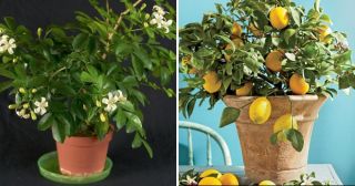 5 самых полезных комнатных растений