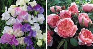 10 самых ароматных и красивых цветов для сада