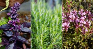 8 пряных трав, которые рекомендуется выращивать в каждом доме