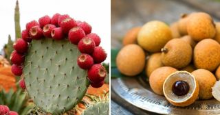 10 самых необычных фруктов мира, которые при случае стоит попробовать