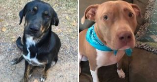 10 удивительных историй о собаках, спасших жизнь людям