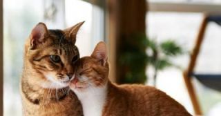 Любовь к «пушистым» - 20 фото, подтверждающих терпеливые отношения между котом и человеком